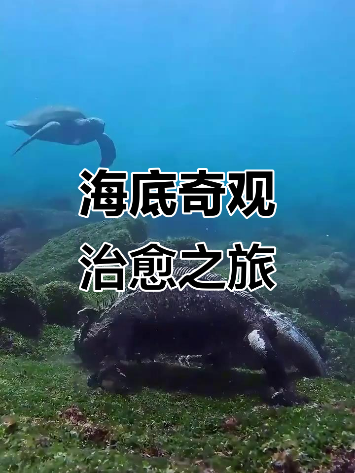 海底潜水深探，探索神秘的海底世界宝藏的简单介绍